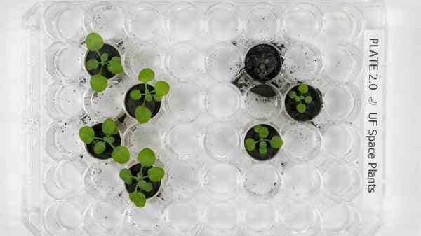 எரிமலை சாம்பல் மற்றும் சந்திர மண் மாதிரியில் வளர்க்கப்பட்ட தாவரங்கள்