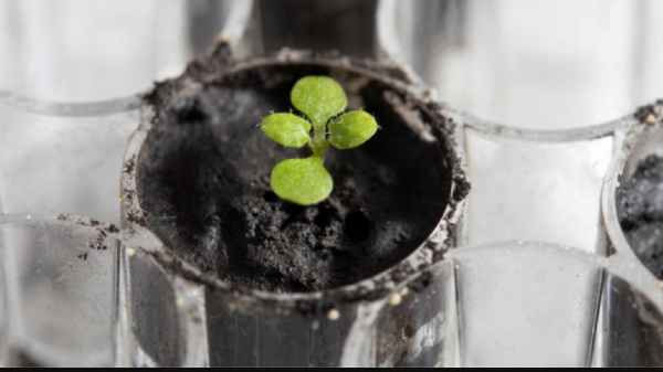 சந்திர மண்ணில் செடி எவ்வளவு நன்றாக வளர்ந்தது?