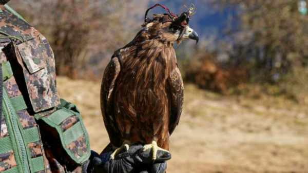 ஒரு - ஒரு கழுகுக்கு தனித்தனி வீரர்கள்.! ஆர்மி கட்டளையை சரியாக கடைபிடிக்கும் பருந்துகள்.!