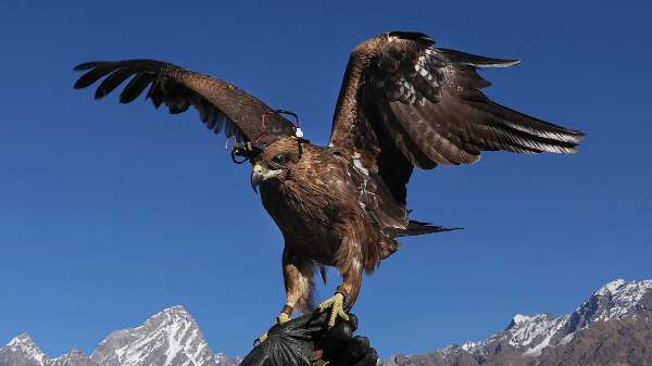 இந்திய எல்லையில் கழுகுகள் எதிரிகளை வேட்டையாடி பார்த்திருக்கிறீர்களா?