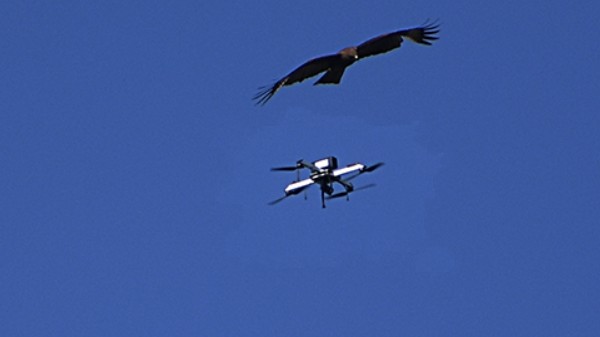 எதிரி நாட்டு ட்ரோன்களை வேட்டையாடும் இந்திய ராணுவ கழுகுகள்.! 