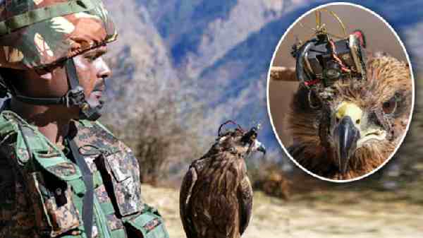 தானாக தனது எல்லையை விரிவுப்படுத்தி தேடலில் ஈடுபடுகிறதா இந்த கழுகுகள்?