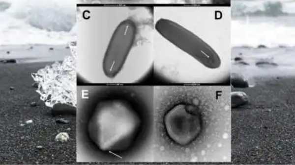 இரண்டு டஜன் வைரஸ்கள் புத்துயிர் பெற்றுள்ளனவா?
