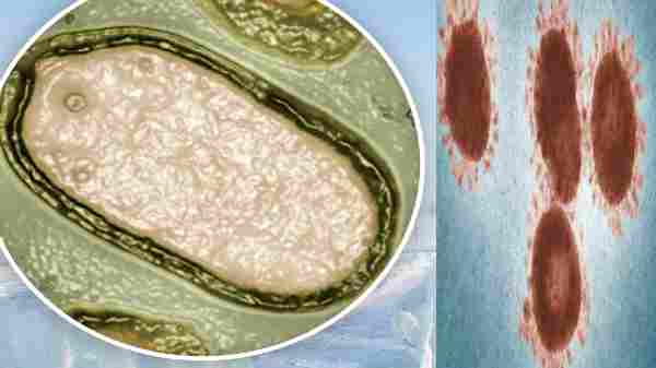 உலகத்தை புரட்டிப் போட்ட இன்றைய 'வைரல்(ஸ்)' செய்தி இது தானா?