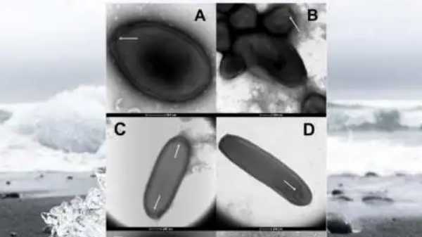சும்மா கிடந்த சங்கை ஊதிக் கெடுத்தான் ஆண்டி..!