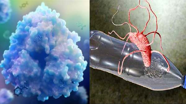 பிளாஸ்டிக் குப்பைக்கு ஆப்பு.! மொத்தமா மென்னு தின்றுவிடும் பாக்டீரியா.!