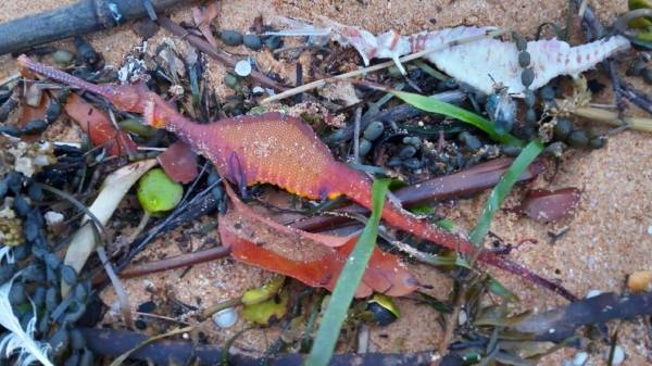 கரை ஒதுங்கிய அரிய வகை கடல் டிராகன்கள்.! உண்மையில் இது என்ன?