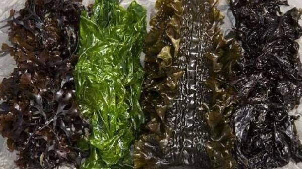 ச்சீ..ச்சீ.. இதையா செவ்வாயில் மனுஷங்க சாப்பிட போறாங்க.!