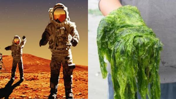 ச்சீ..ச்சீ.. இதையா செவ்வாயில் மனுஷங்க சாப்பிட போறாங்க.!