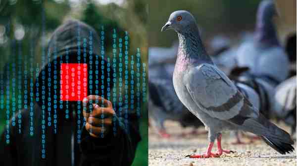 நல்லவங்களா இருக்கக்கூடாது! புறாவை காப்பாற்றிய பெண்ணுக்கு வந்த வினை