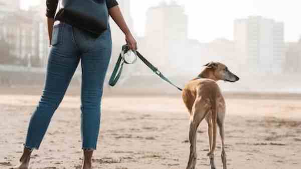 என்னா வாழ்க்கைடா? நாய் மேய்க்கும் பெண் டெக் ஊழியர்.. என்ன காரணம்?