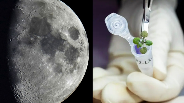 நிலவில் இந்தியர்கள் விவசாயம் செய்ய முடியுமா? டிவிஸ்ட் மேல் டிவிஸ்ட்.!