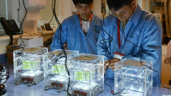 என்னது! இந்த குட்டி-குட்டி தாவர முட்டைகள் தான் விண்வெளியில் உணவா? 