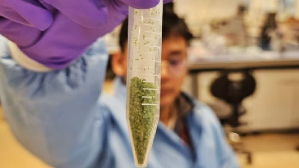 என்னது! இந்த குட்டி-குட்டி தாவர முட்டைகள் தான் விண்வெளியில் உணவா? 