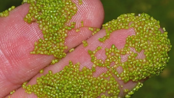 என்னது! இந்த குட்டி-குட்டி தாவர முட்டைகள் தான் விண்வெளியில் உணவா? 