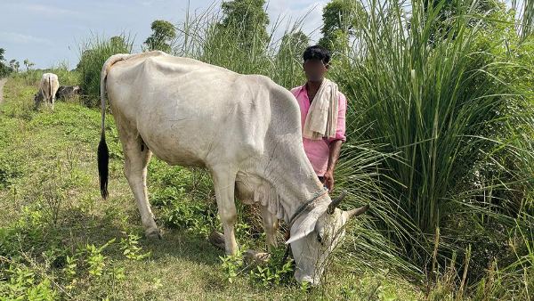 ஆன்லைனில் பசு விற்பனை.. அடிமாட்டு விலையில் பசு மாடு விற்பனை.. 