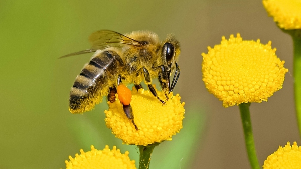 இராணுவ உளவு.. அதிர்ச்சி கொடுக்கும் சீனாவின் அதிநவீன தொழில்நுட்பம்.. 