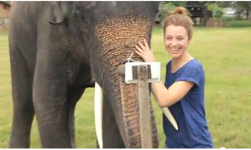 An Elephant using Samsung Galaxy Note