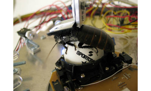 cockroach-controllerd-robot-8