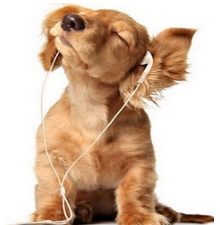 Plantronics M50 Headset  