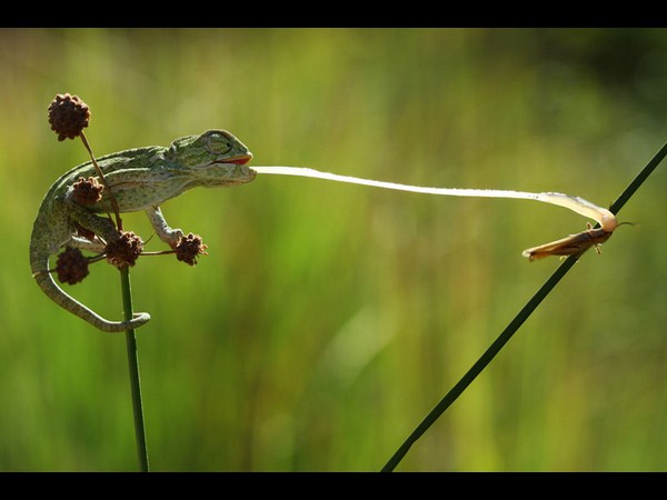 సోనీ వరల్డ్ ఫోటోగ్రఫీ అవార్డ్స్ (బెస్ట్ ఫోటోలు)