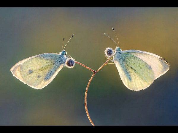 సోనీ వరల్డ్ ఫోటోగ్రఫీ అవార్డ్స్ (బెస్ట్ ఫోటోలు)