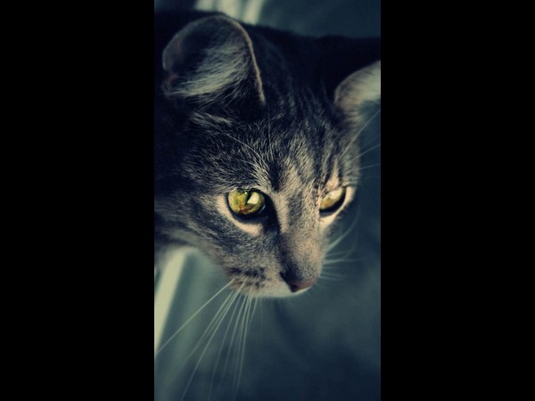 కత్తిలాంటి వాల్ పేపర్లు (మీ స్మార్ట్‌ఫోన్‌...కే)