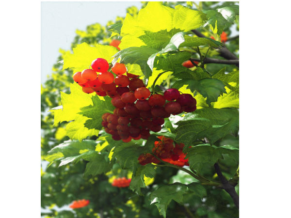 ఈ ఫోటోలు మిమ్మల్ని మోసం చేస్తాయ్..?