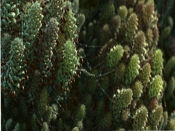 ఈ ఫోటోలు మిమ్మల్ని మోసం చేస్తాయ్..?