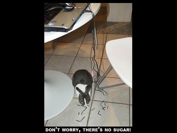  చిలిపి జంతువులు.. ఏం చేస్తున్నాయో చూడండి!