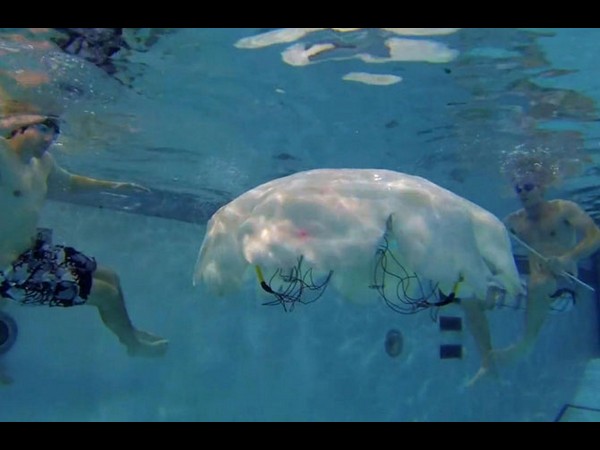 జెల్లీఫిష్ (Jellyfish)