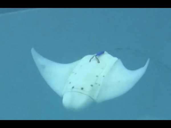Manta Ray