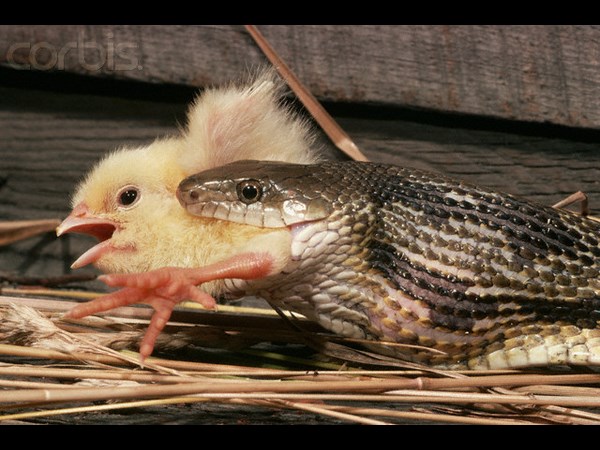 ఉత్కంఠభరిత ఫోటోల@సోషల్ మీడియా