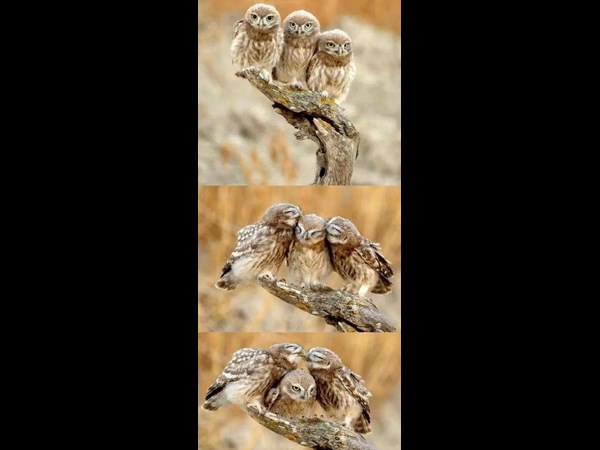 నవ్వులు పూయిస్తున్న సోషల్ మీడియా సిత్రాలు