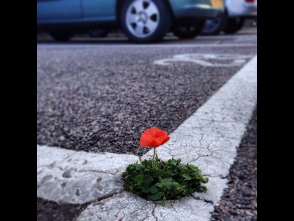 నవ్వులు పూయిస్తున్న సోషల్ మీడియా సిత్రాలు