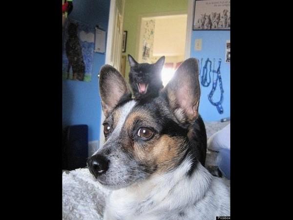 బెస్ట్ ఫోటో బాంబింగ్ ఫోటోలు