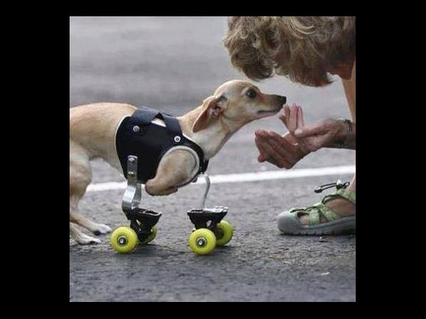 ఆకట్టుకుంటున్న సోషల్ మీడియా ఫన్నీ ఫోటోలు