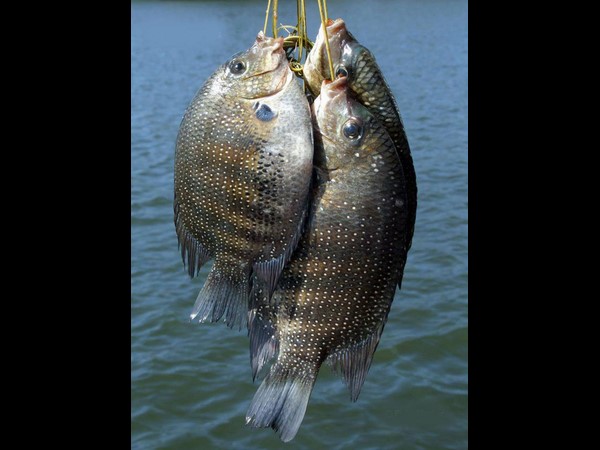 ఇంటర్నెట్‌లో క్రేజీ సోషల్ మీడియా ఫోటోలు