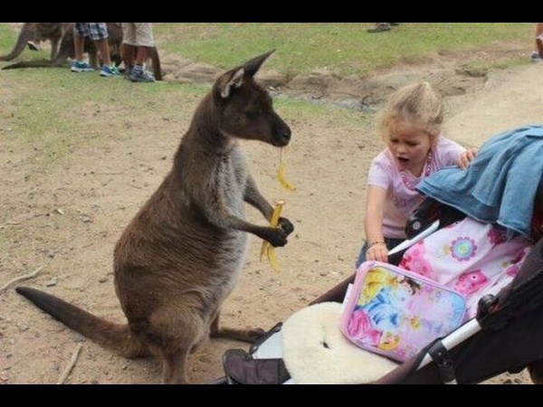 సోషల్ మీడియా కామెడీ ఫోటో కలెక్షన్