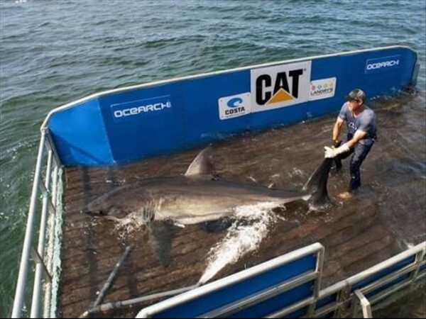 సోషల్ మీడియా థ్రిల్లింగ్ ఫోటోలు