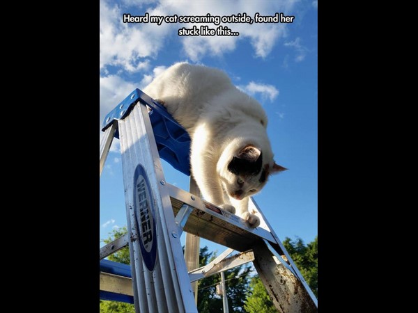 సోషల్ మీడియా థ్రిల్లింగ్ ఫోటోలు