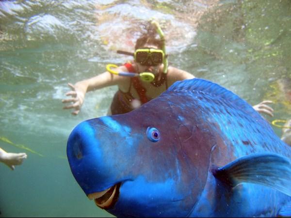 పానకంలో పుడకలు!!