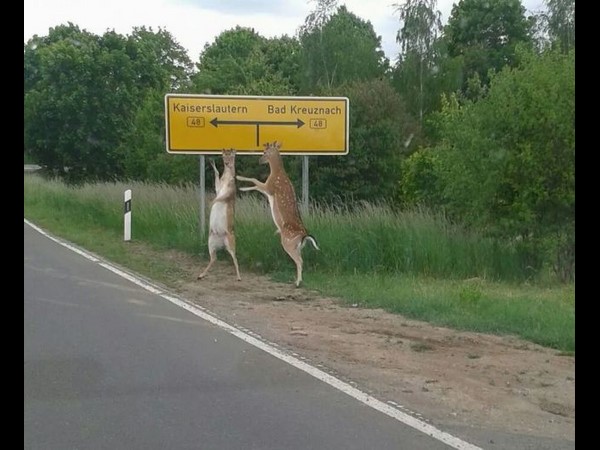 సోషల్ మీడియా ఫన్నీ చిత్రాలు