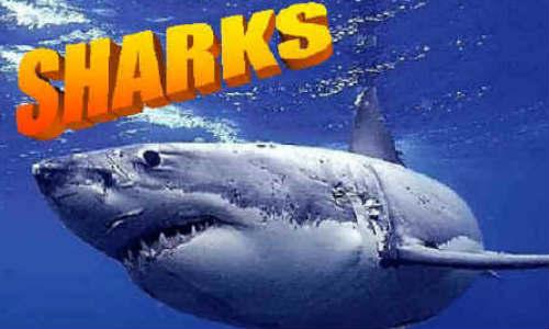  గూగుల్‌ను కలవరపెడుతోన్న సొర చేపలు