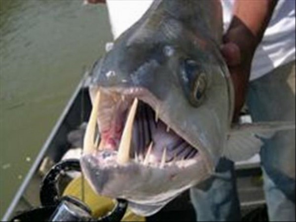 సోషల్ మీడియాలో హల్‌చల్ చేస్తన్న వినూత్న చిత్రాలు