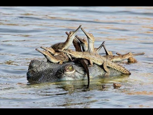 సోషల్ మీడియాలో హల్‌చల్ చేస్తన్న వినూత్న చిత్రాలు