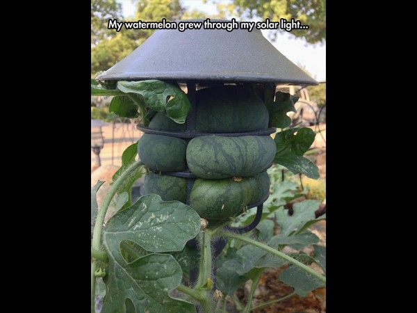 సోషల్ మీడియాలో హల్‌చల్ చేస్తన్న వినూత్న చిత్రాలు