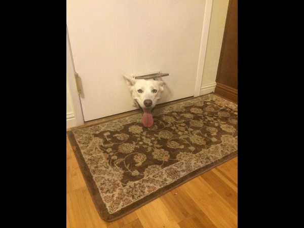 ప్రపంచ వింతలు@సోషల్ మీడియా