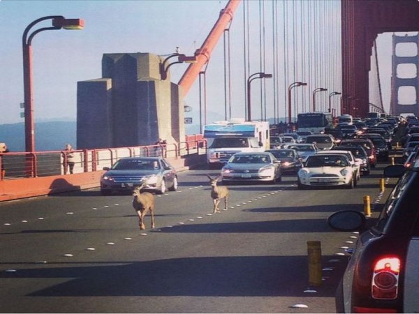 సమ్‌థింగ్ సమ్‌థింగ్ సోషల్ మీడియా!!