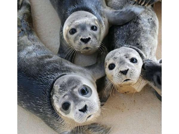 కాస్కోండి..సెల్ఫీ అంటే మాదే!!